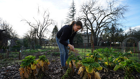A student tends to the urban garden 